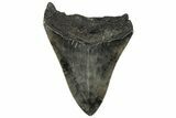 Serrated, Fossil Megalodon Tooth - South Carolina #321817-1